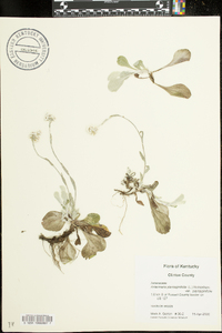 Ranunculus pusillus image