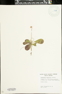 Antennaria solitaria image