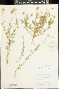 Anthemis arvensis image