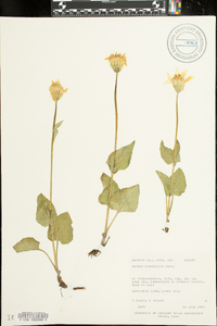 Arnica cordifolia image