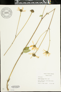 Arnica acaulis image