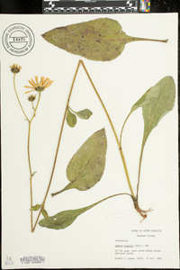 Arnica acaulis image