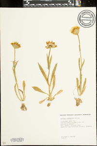 Arnica rydbergii image