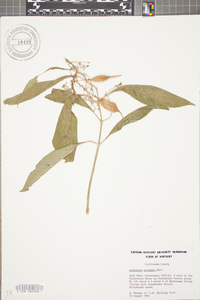 Asclepias perennis image