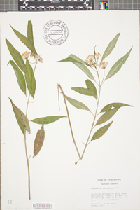 Asclepias perennis image