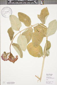 Asclepias purpurascens image