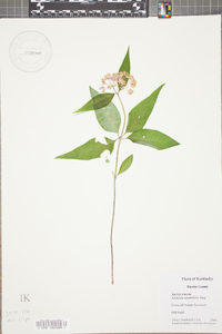 Asclepias quadrifolia image