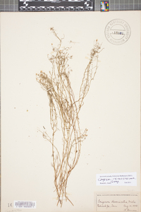 Conyza ramosissima image