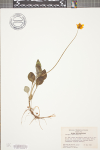 Coreopsis auriculata image