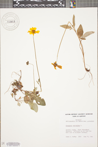 Coreopsis auriculata image