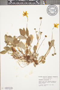 Coreopsis auriculata image