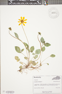 Coreopsis auriculata image