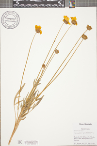 Coreopsis grandiflora image