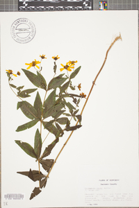 Coreopsis major image