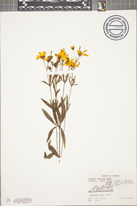 Coreopsis major image