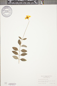 Coreopsis pubescens image