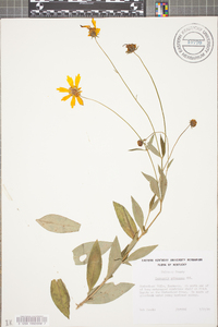 Coreopsis pubescens image