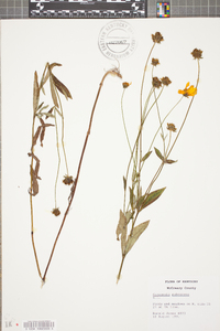 Coreopsis pubescens image