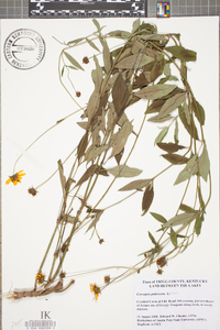 Coreopsis pubescens image