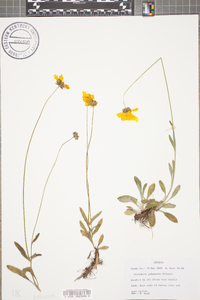 Coreopsis pubescens image