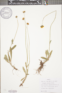 Coreopsis pubescens image