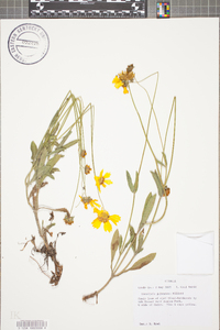 Coreopsis pubescens image