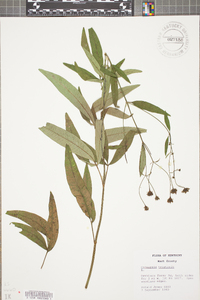 Coreopsis tripteris image