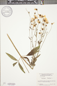 Coreopsis tripteris image