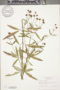 Coreopsis tripteris image