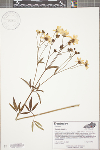 Coreopsis tripteris image