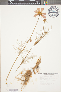 Cosmos bipinnatus image