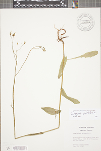 Crepis pulchra image