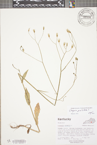 Crepis pulchra image