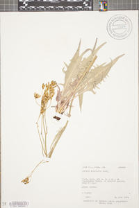 Crepis acuminata image