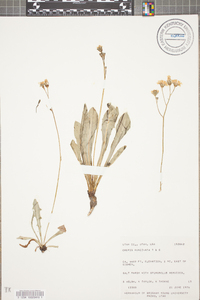 Crepis runcinata image