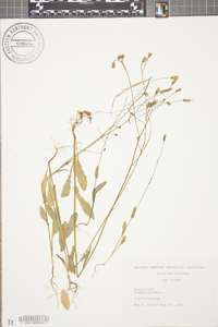 Crepis pulchra image