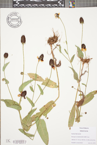 Rudbeckia amplexicaulis image