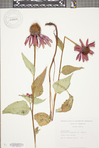 Echinacea purpurea image