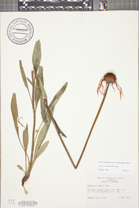 Echinacea simulata image