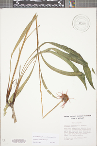 Echinacea simulata image