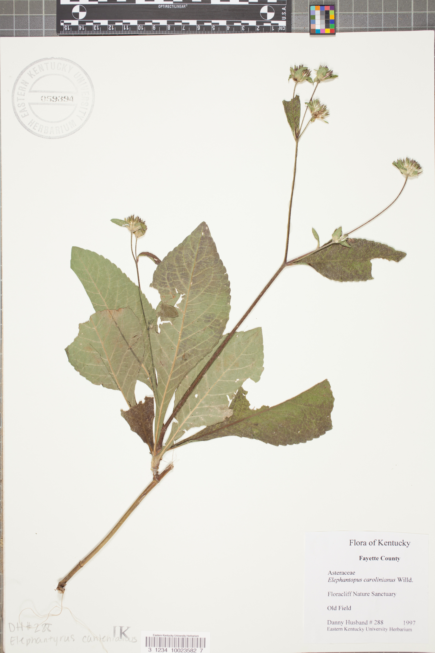 Elaeocarpus carolinensis image