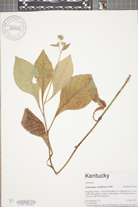 Elephantopus carolinianus image