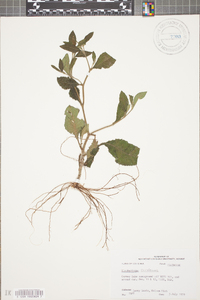 Elephantopus carolinianus image