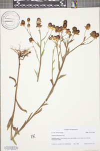 Helenium flexuosum image