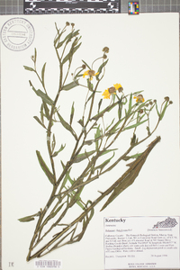 Helenium flexuosum image