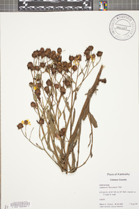 Helenium flexuosum image