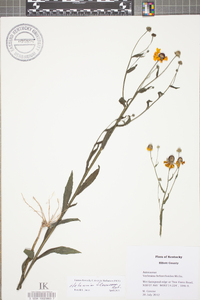 Helenium flexuosum image