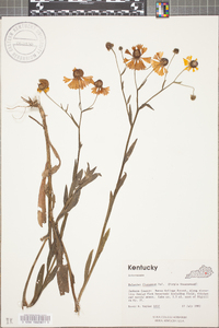 Helenium flexuosum image