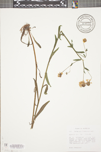 Helenium flexuosum image