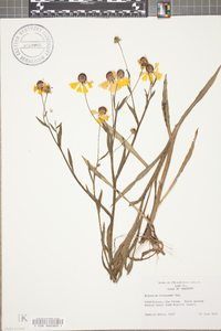 Helenium flexuosum image